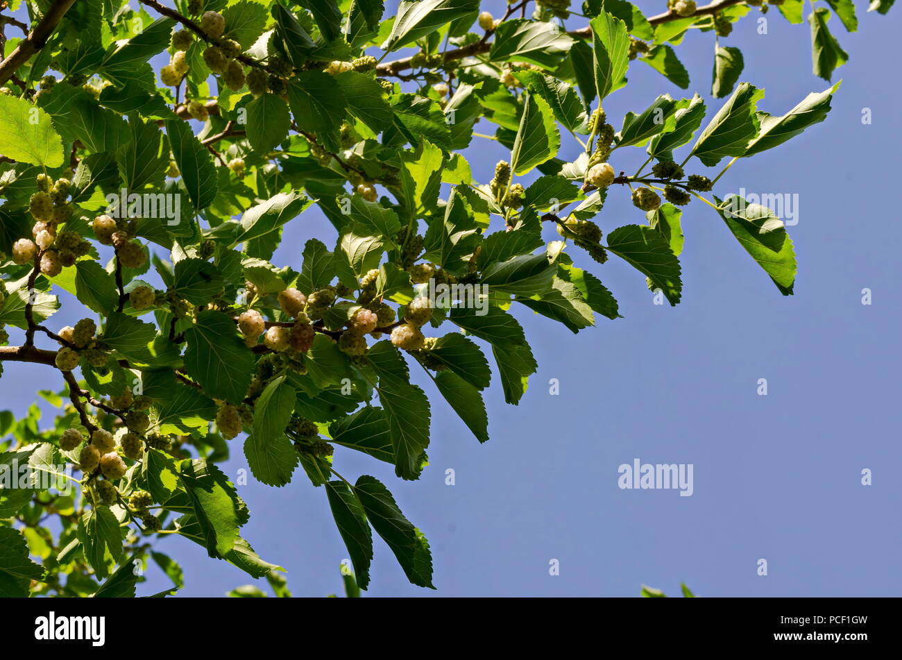 Branche avec fruits encore verts et mûrs de White mulberry Morus alba ou en jardin, district Drujba, Sofia, Bulgarie Banque D'Images