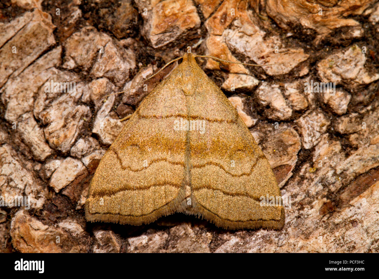 Fan-ombragée, espèce de pied (Herminia tarsicrinalis) Banque D'Images