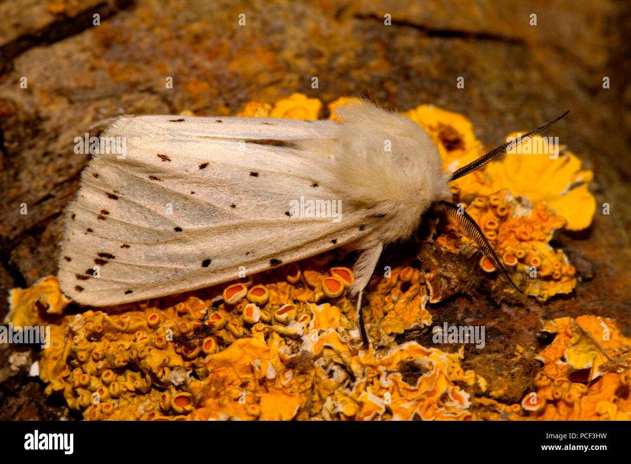 Hyponomeute du pommier blanc, (Spilosoma lubricipeda) Banque D'Images