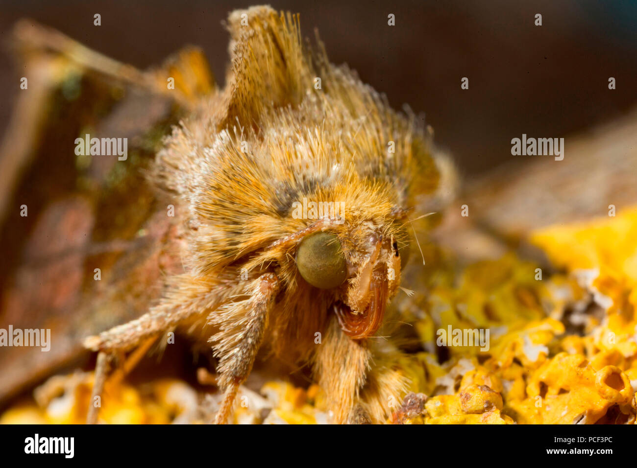 Laiton bruni spongieuse, (Diachrysia chrysitis) Banque D'Images