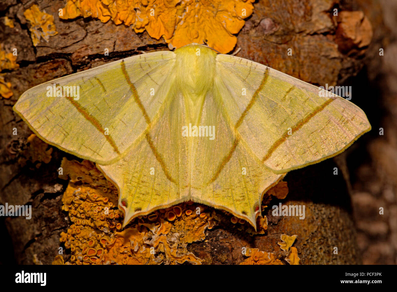 Papillon à queue, (Ourapteryx sambucaria) Banque D'Images