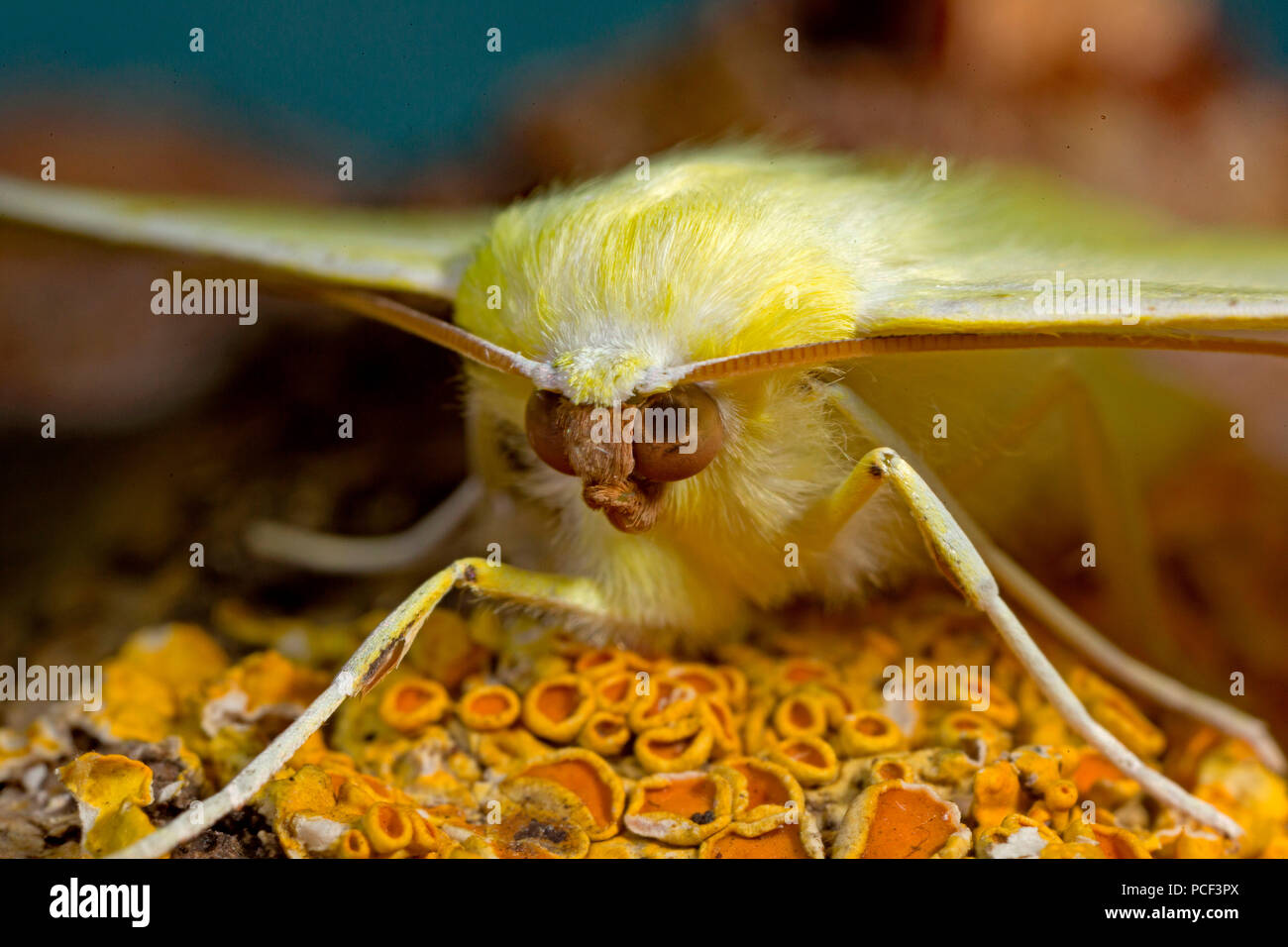 Papillon à queue, (Ourapteryx sambucaria) Banque D'Images