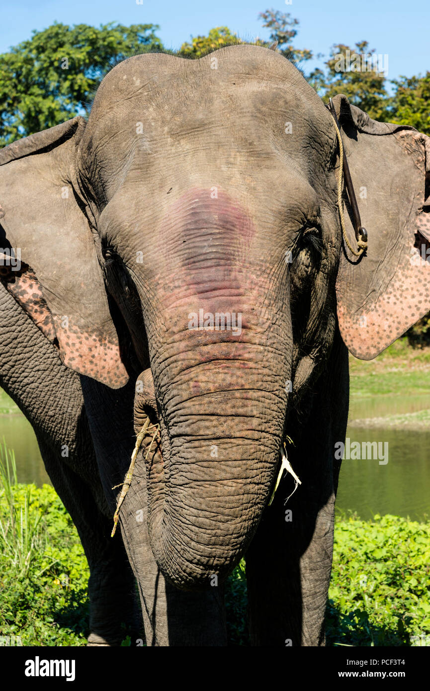 L'éléphant indien (Elephas maximus indicus) se nourrissent d'herbe et feuilles, parc national de Kaziranga, Assam, Inde Banque D'Images