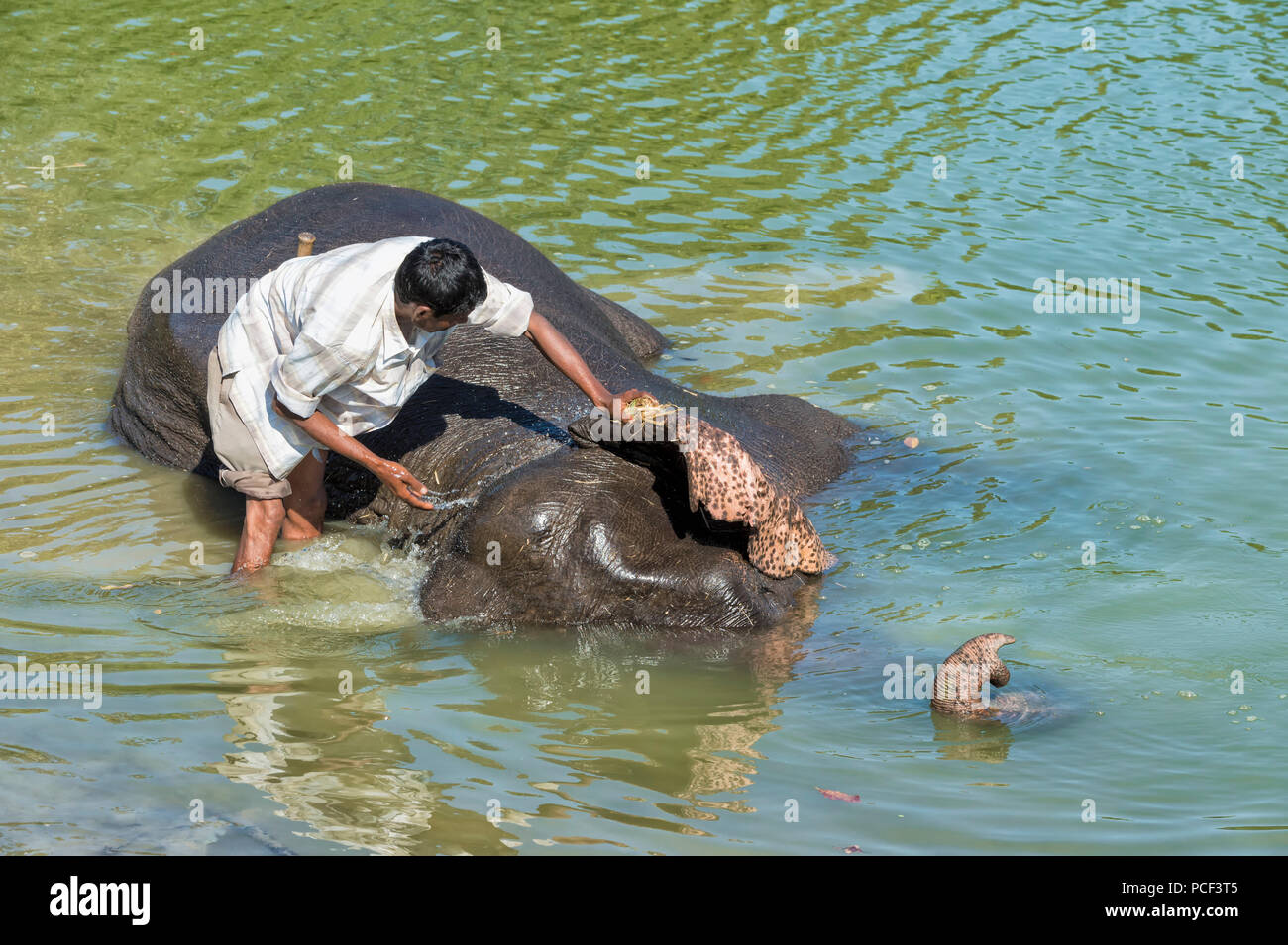 Mahout lave son éléphant indien (Elephas maximus indicus) dans la rivière, le parc national de Kaziranga, Assam, Inde Banque D'Images