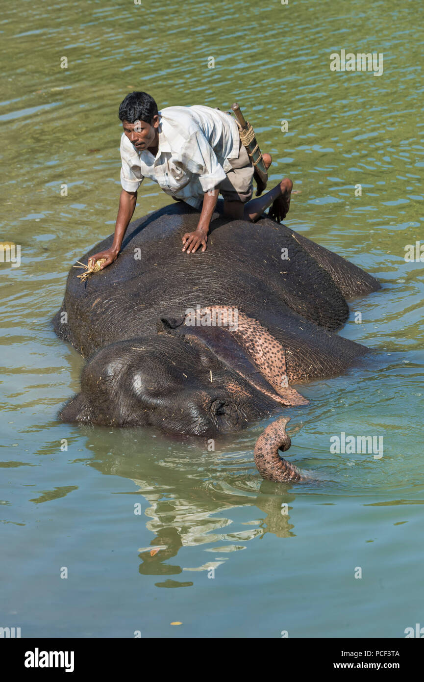 Mahout lave son éléphant indien (Elephas maximus indicus) dans la rivière, le parc national de Kaziranga, Assam, Inde Banque D'Images