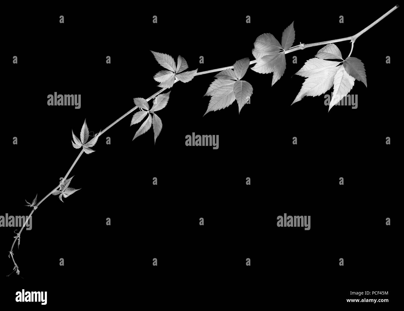 Twig noir et blanc de raisins feuilles, Parthenocissus quinquefolia feuillage. Isolé sur fond noir avec l'exemplaire de l'espace. Tableau négatif. Banque D'Images