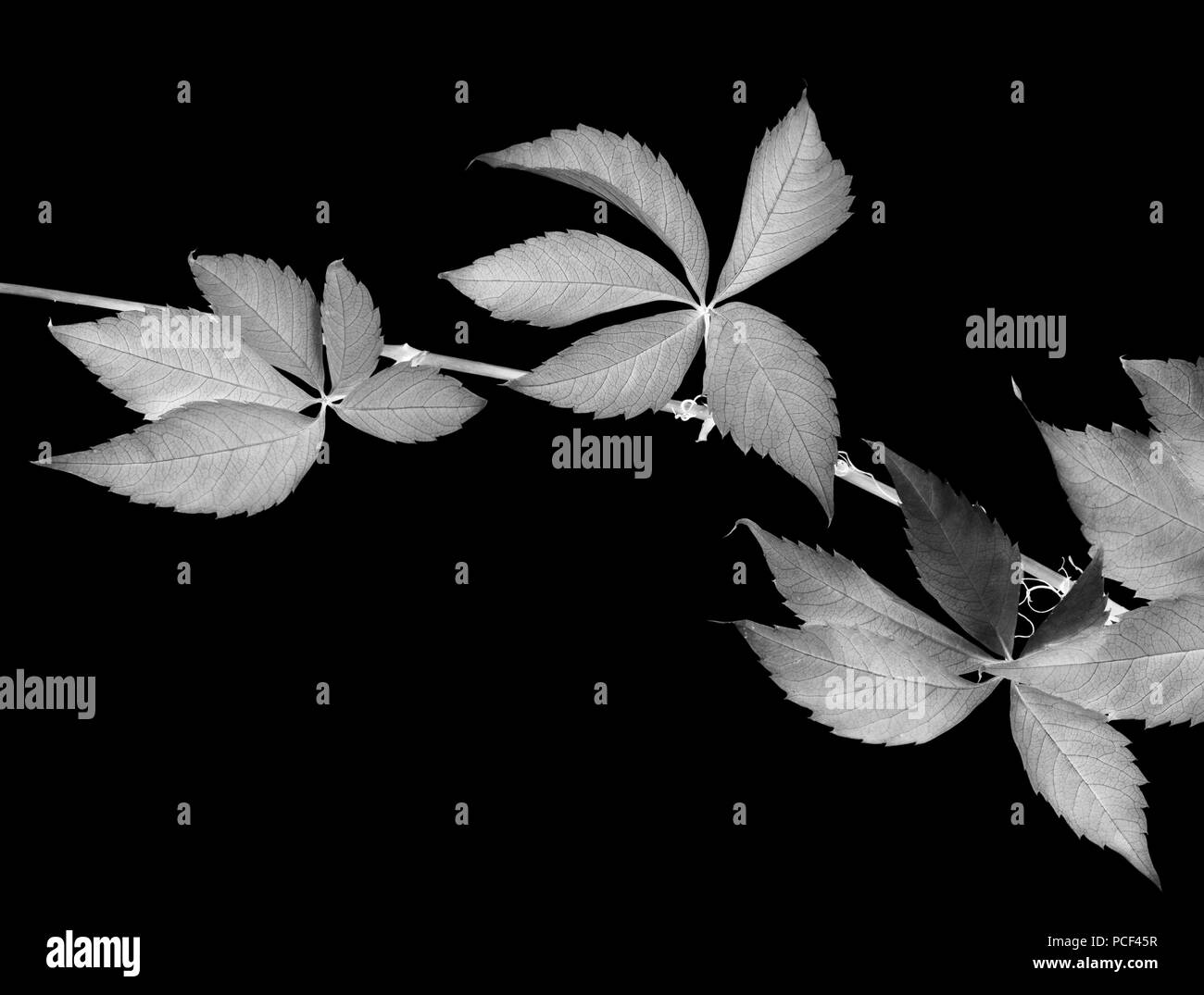Direction générale de l'automne les feuilles de vigne (Parthenocissus quinquefolia feuillage isolé sur fond noir. Tableau négatif. Banque D'Images
