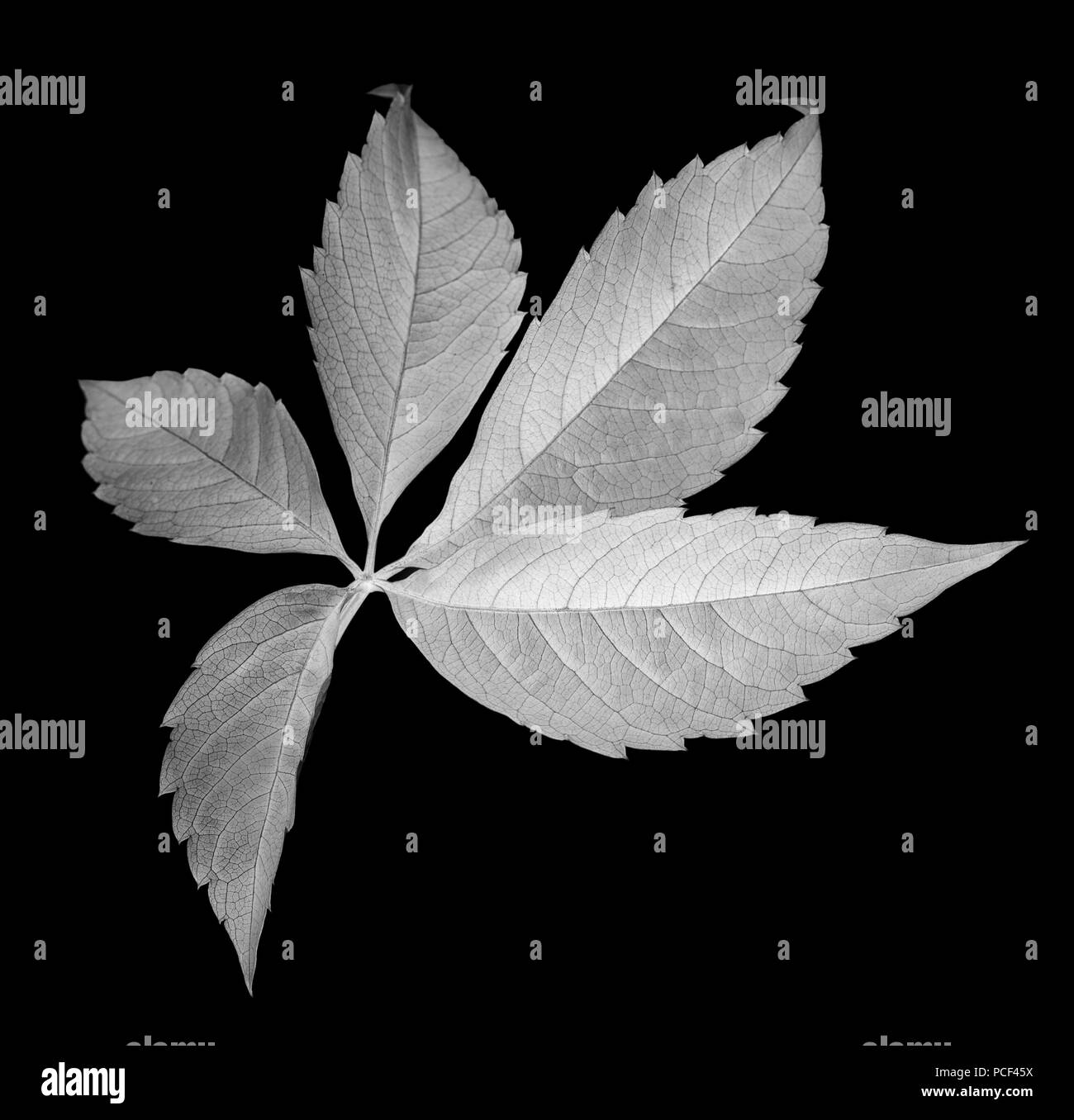 Feuille de raisin (Parthenocissus quinquefolia feuillage). Vue rapprochée. Isolé sur fond noir. Tableau négatif. Banque D'Images