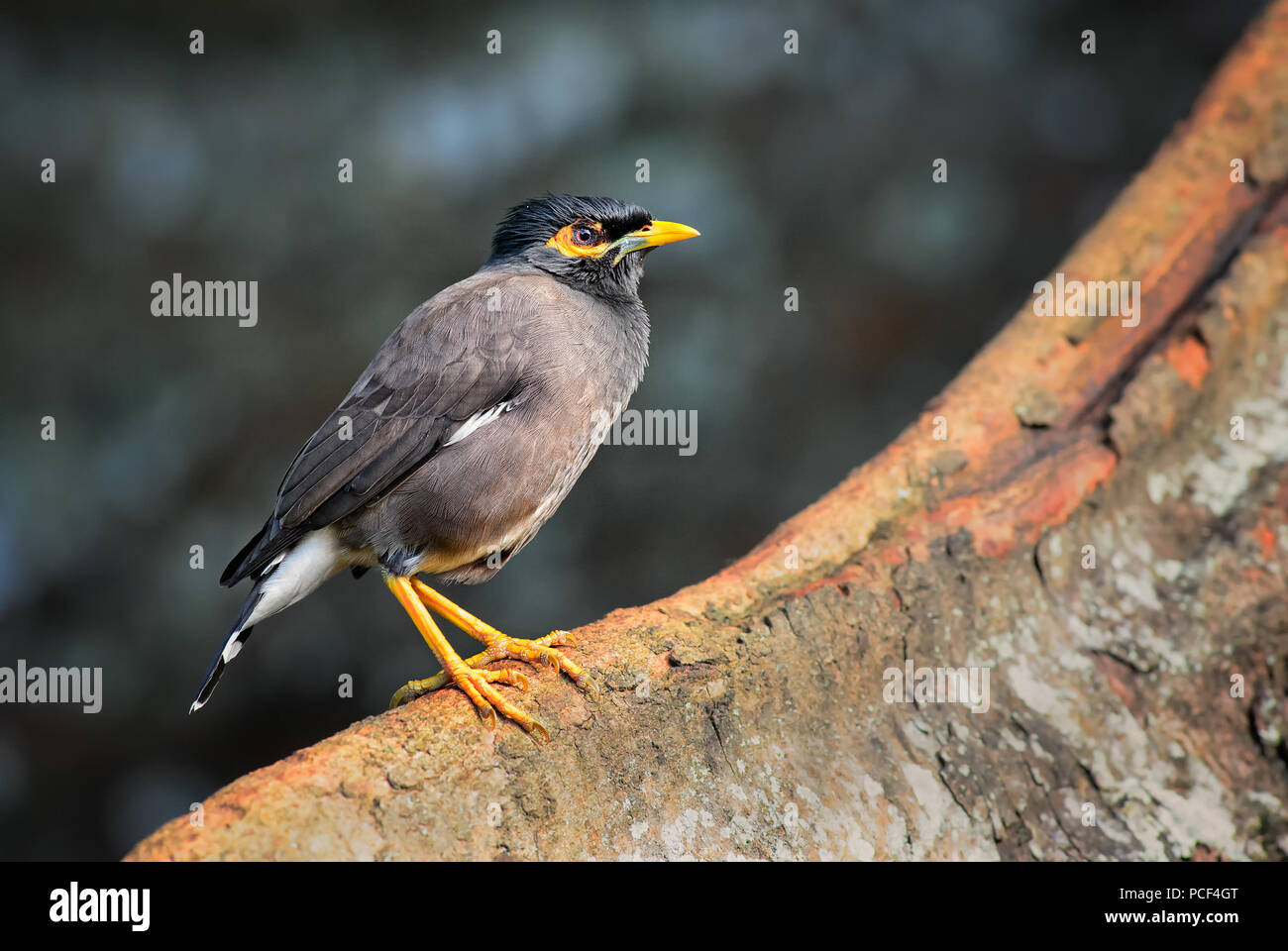 Myna Acridotheres tristis Common - common, oiseau percheur de jardins et de bois d'Asie, Sri Lanka. Banque D'Images