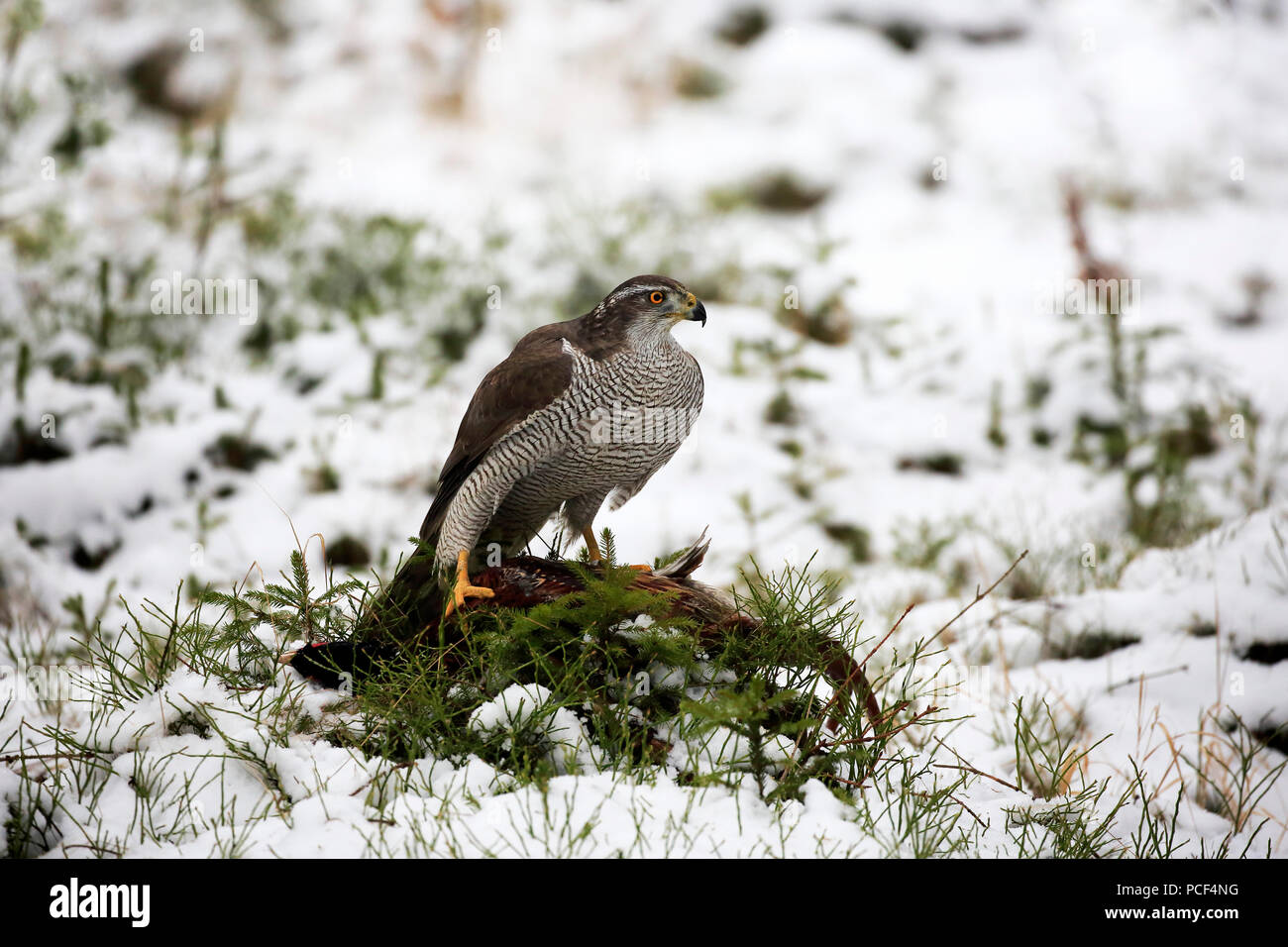 L'Autour des palombes, adulte, Zdarske Vrchy, Ceskomoravska vrchovina République Tchèque, (Accipiter gentilis) Banque D'Images
