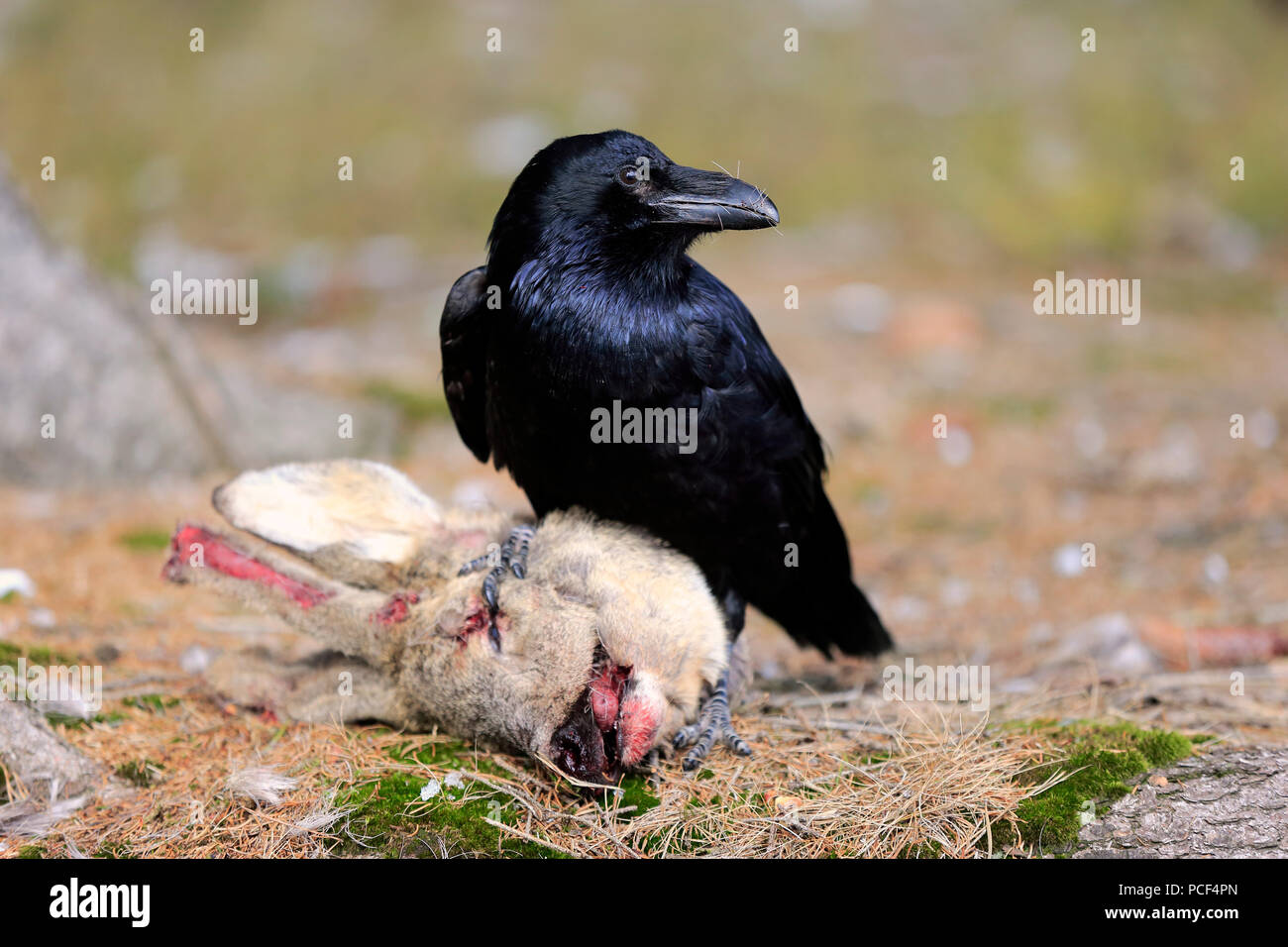 Grand Corbeau, adulte, Zdarske Vrchy, Ceskomoravska vrchovina République Tchèque, (Corvus corax) Banque D'Images