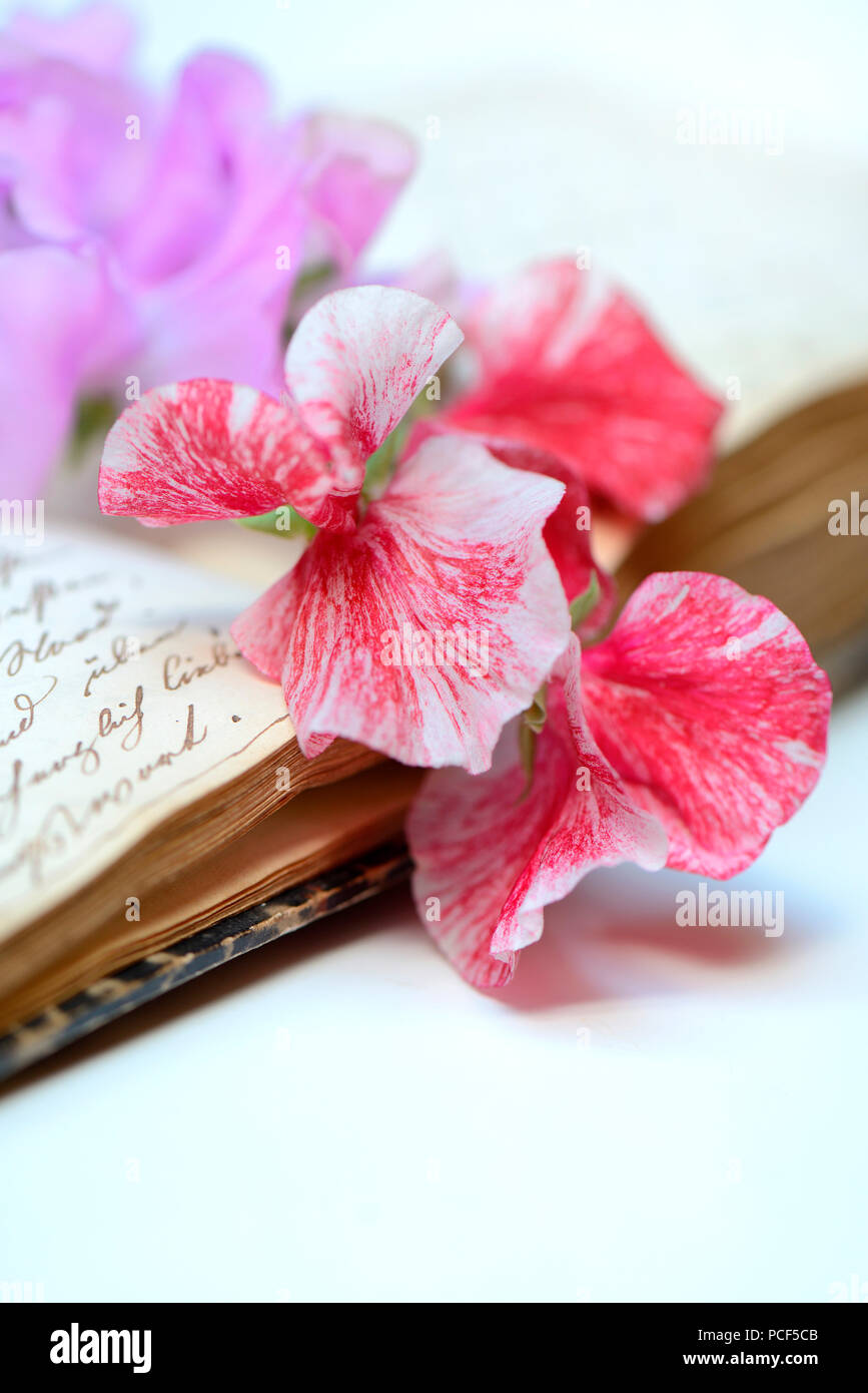Duftwickenblueten auf Buch mit alter Handschrift, Lathyrus odoratus Banque D'Images