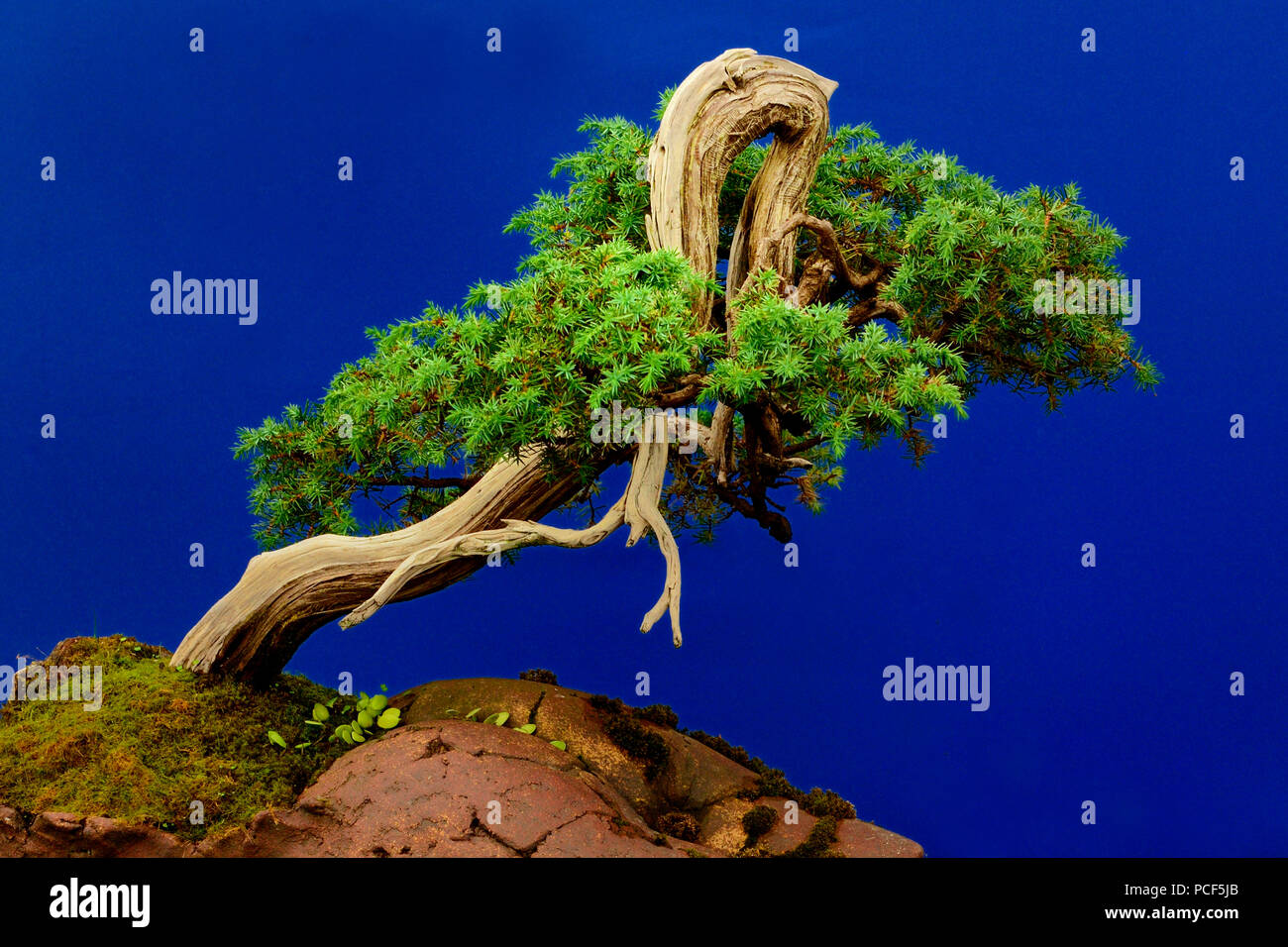 Juniperus Rigida Tree Bonsai juniper tree Banque de photographies et d’images à haute ...