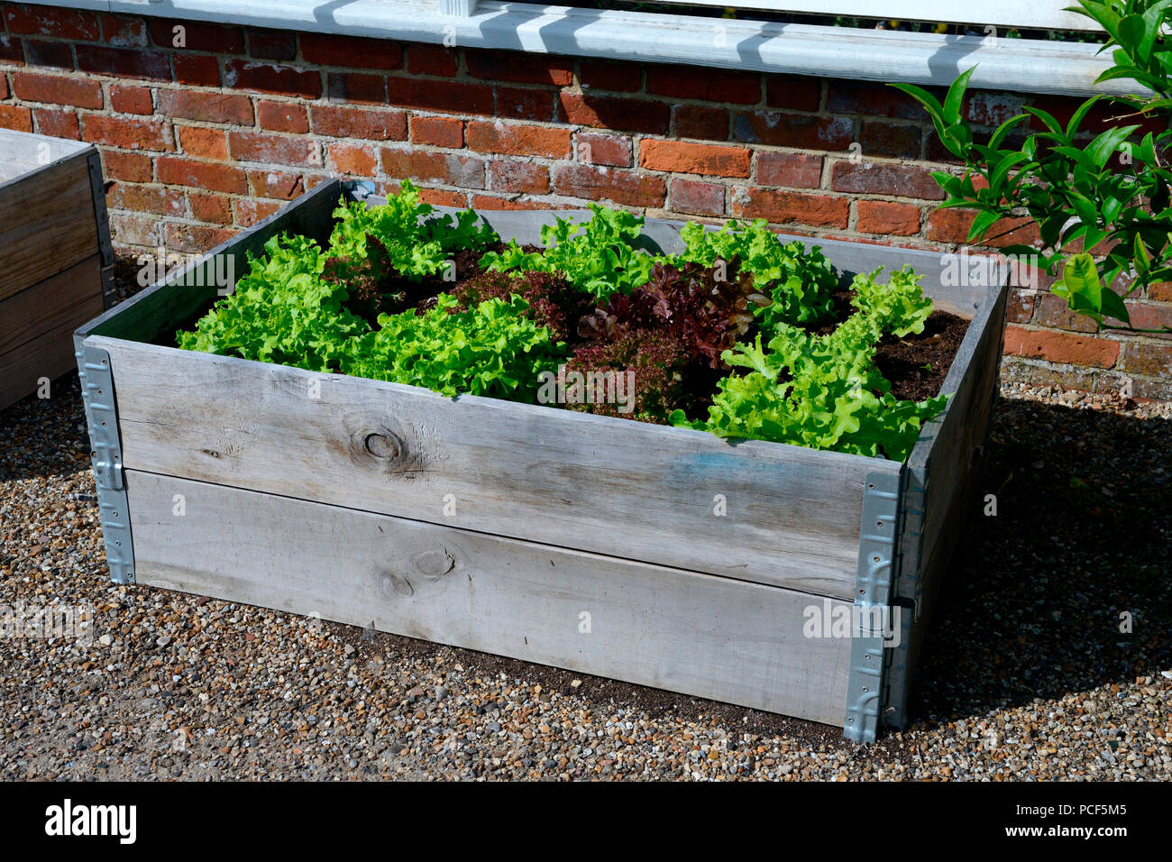 Lit de laitue relevée Banque D'Images