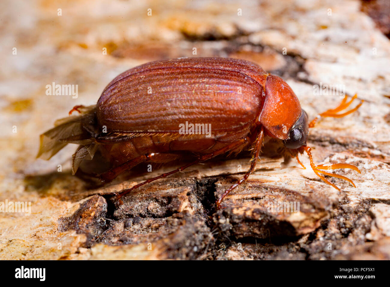 Scarabée (Serica brunnea), Banque D'Images