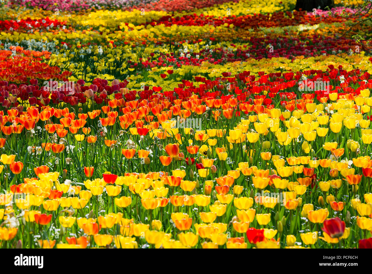 Tulip meadows en fleurs au printemps, l'île de Mainau, sur le lac de Constance, Bade-Wurtemberg, Allemagne Banque D'Images
