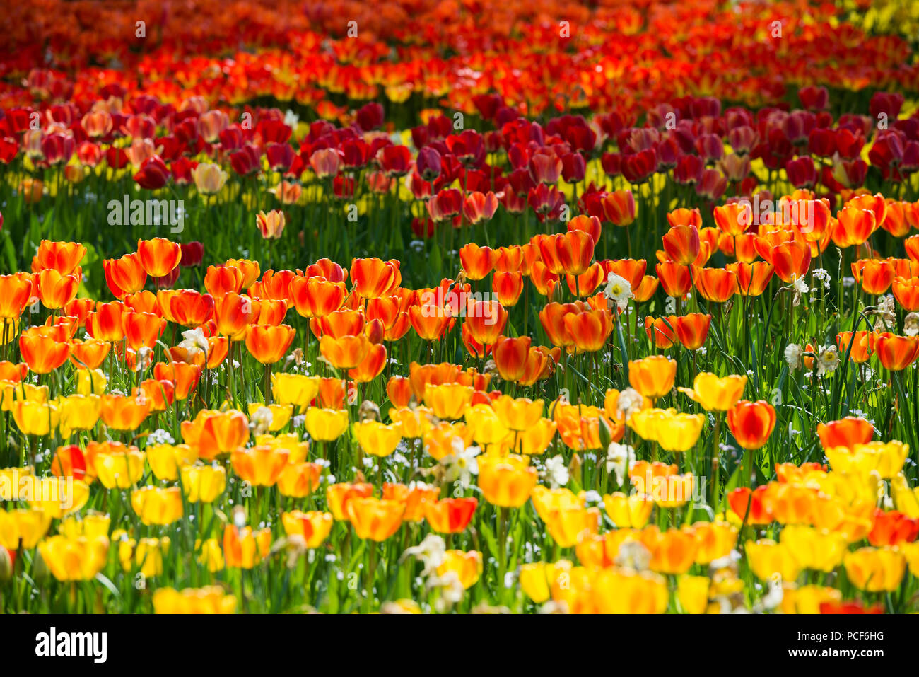 Tulip meadows en fleurs au printemps, l'île de Mainau, sur le lac de Constance, Bade-Wurtemberg, Allemagne Banque D'Images