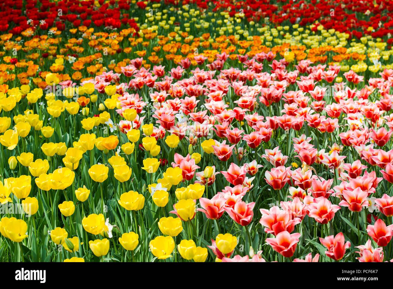 Tulip meadows en fleurs au printemps, l'île de Mainau, sur le lac de Constance, Bade-Wurtemberg, Allemagne Banque D'Images