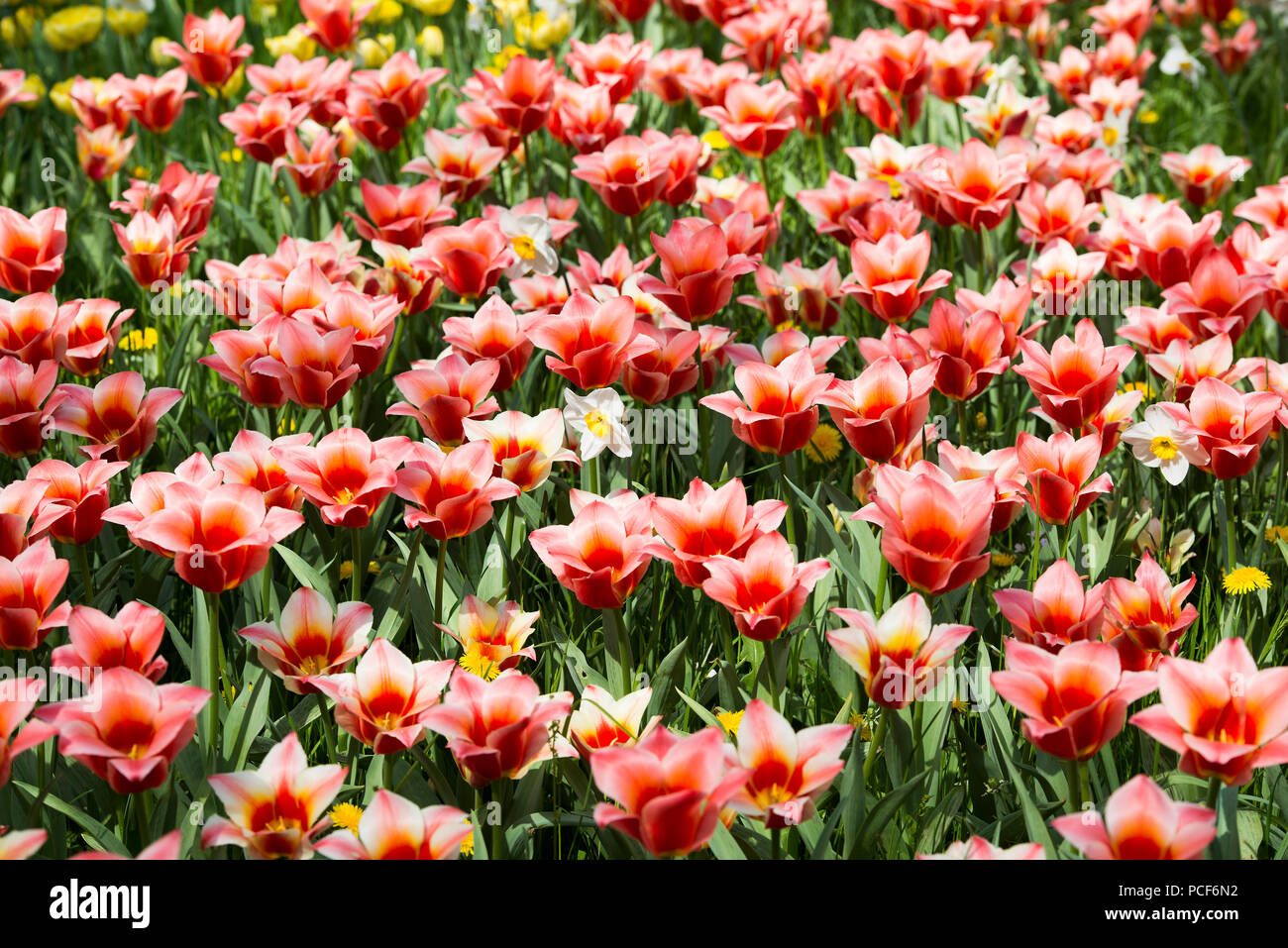 Tulip meadows en fleurs au printemps, l'île de Mainau, sur le lac de Constance, Bade-Wurtemberg, Allemagne Banque D'Images