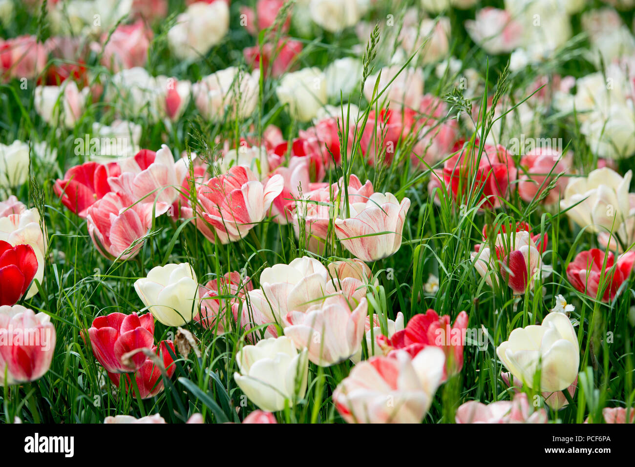 Tulip meadows en fleurs au printemps, l'île de Mainau, sur le lac de Constance, Bade-Wurtemberg, Allemagne Banque D'Images
