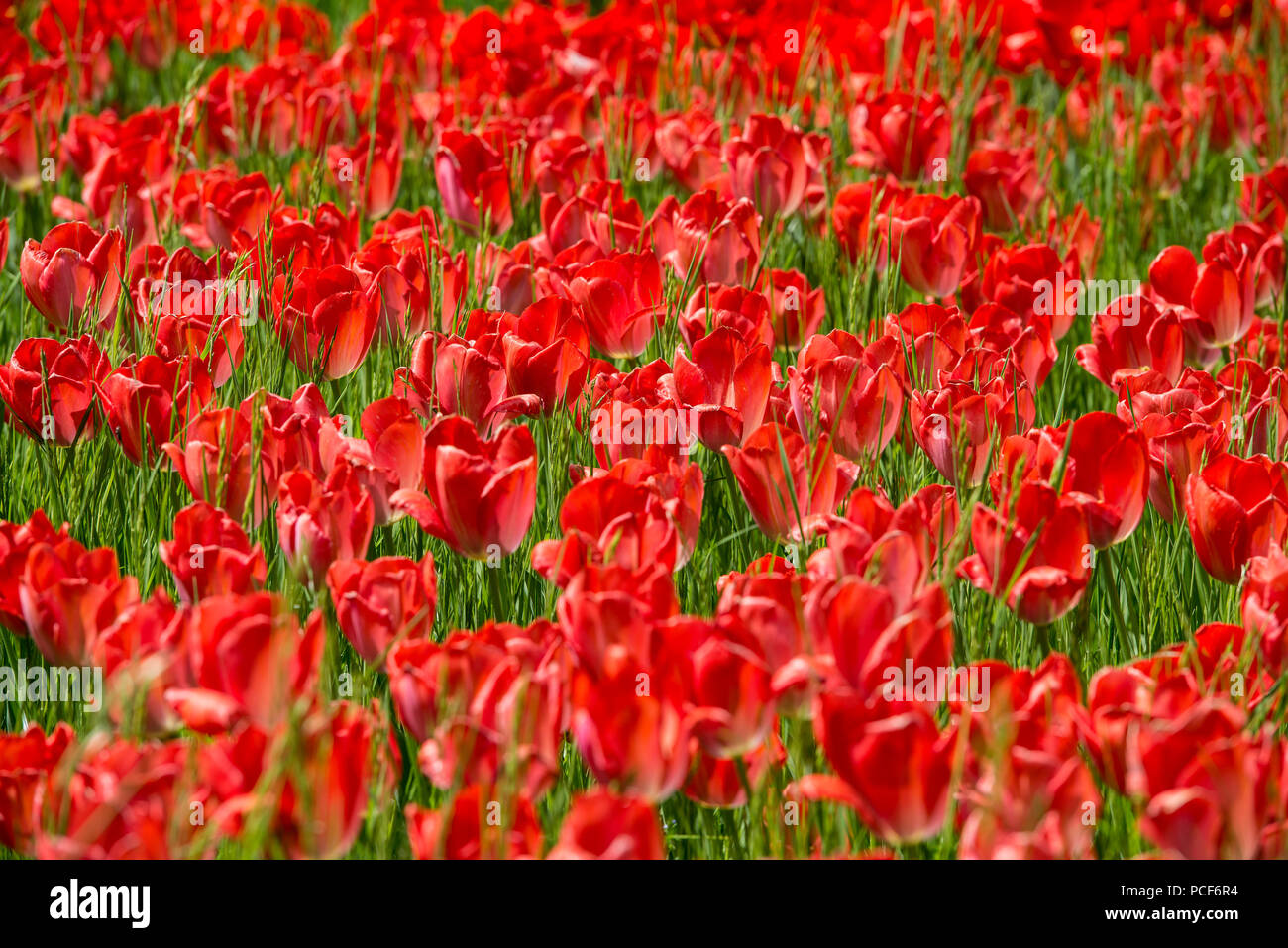 Tulip meadows en fleurs au printemps, l'île de Mainau, sur le lac de Constance, Bade-Wurtemberg, Allemagne Banque D'Images