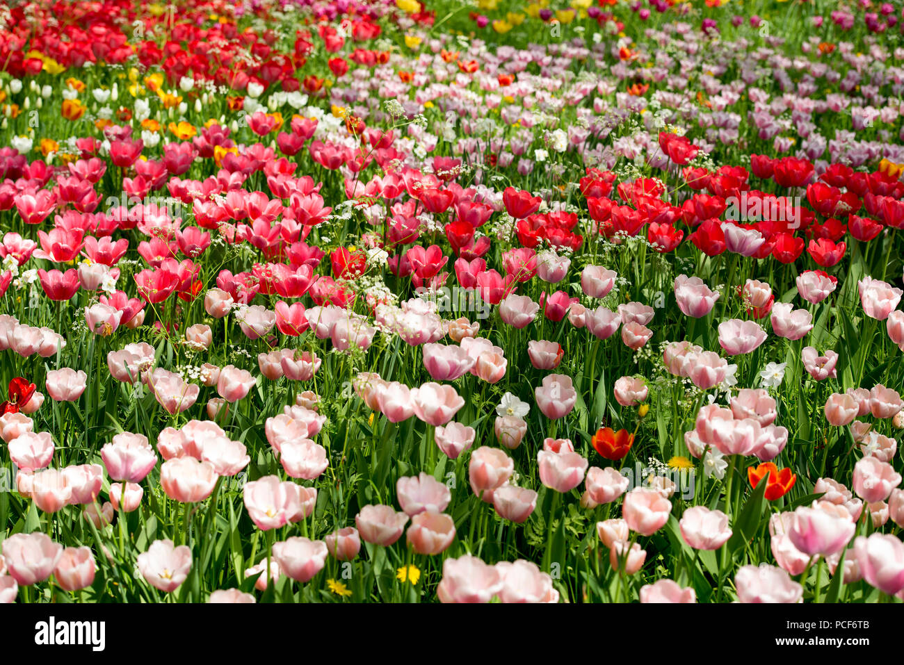 Tulip meadows en fleurs au printemps, l'île de Mainau, sur le lac de Constance, Bade-Wurtemberg, Allemagne Banque D'Images