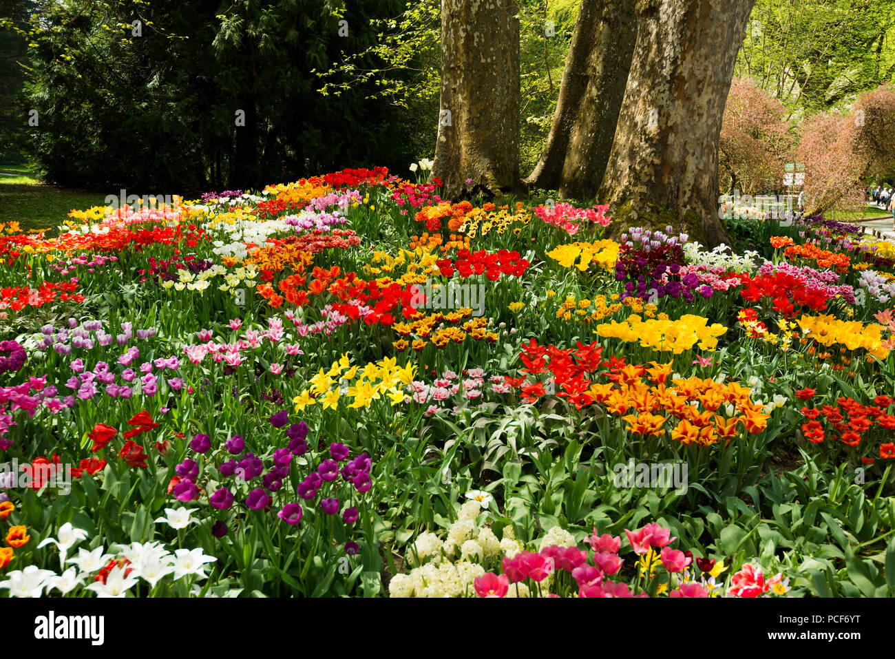 Fleurs de tulipe (Tulipa) au printemps, le lac de Constance, Île Mainau, Bade-Wurtemberg, Allemagne Banque D'Images