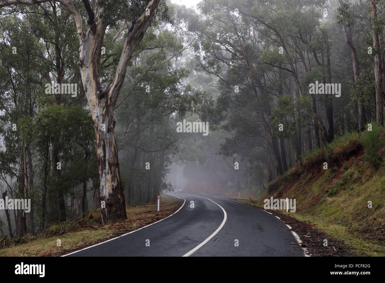 Route mouillée dans le brouillard dans la forêt tropicale, Parc National de Yarra, Victoria, Australie Banque D'Images