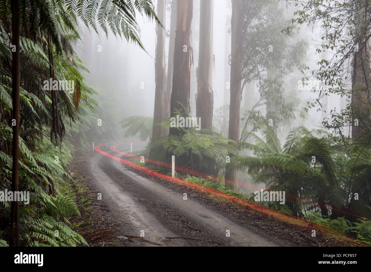 Route de gravier humide avec légèreté dans le brouillard dans la forêt tropicale, Parc National de Yarra, Victoria, Australie Banque D'Images