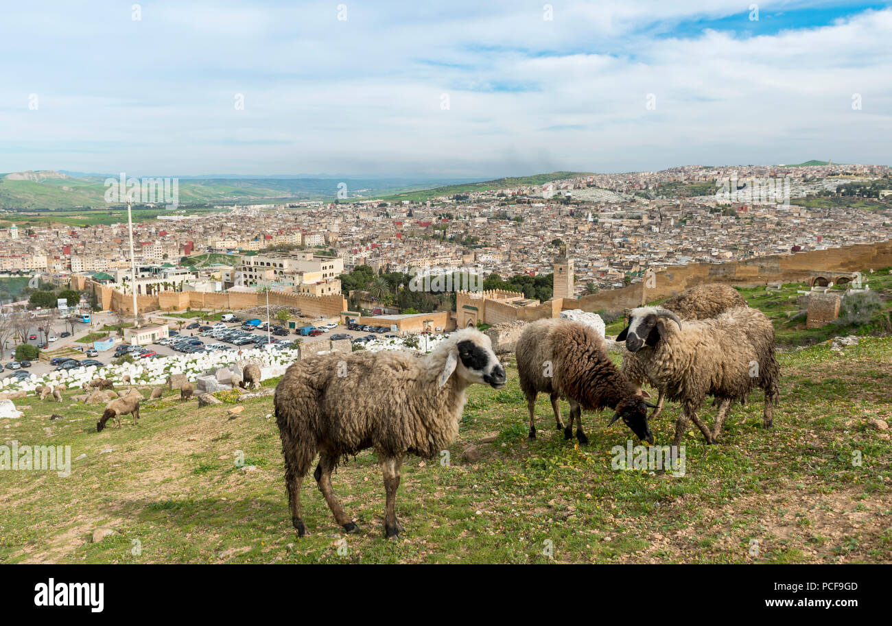 Trois pâturages à moutons à la périphérie, paysage urbain, Fez avec remparts, Université Al Quaraouiyine, derrière les collines vertes, Fes Banque D'Images