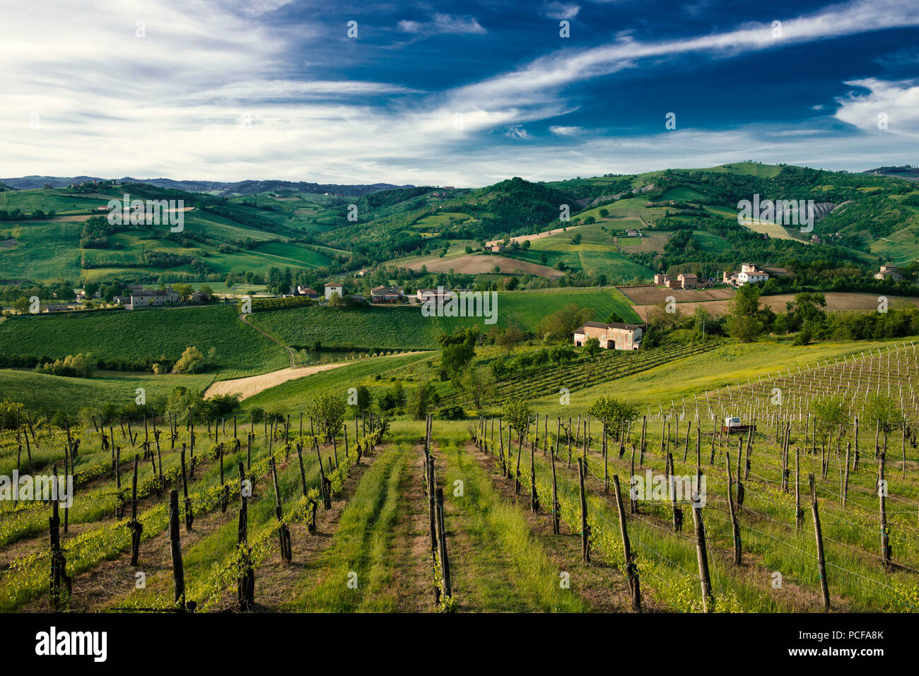 Vignes à Castelvetro, Emiglia-Romagna, Italie Banque D'Images