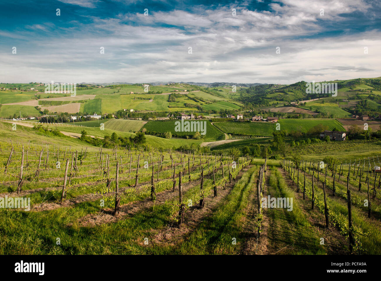 Vignes à Castelvetro, Emiglia-Romagna, Italie Banque D'Images