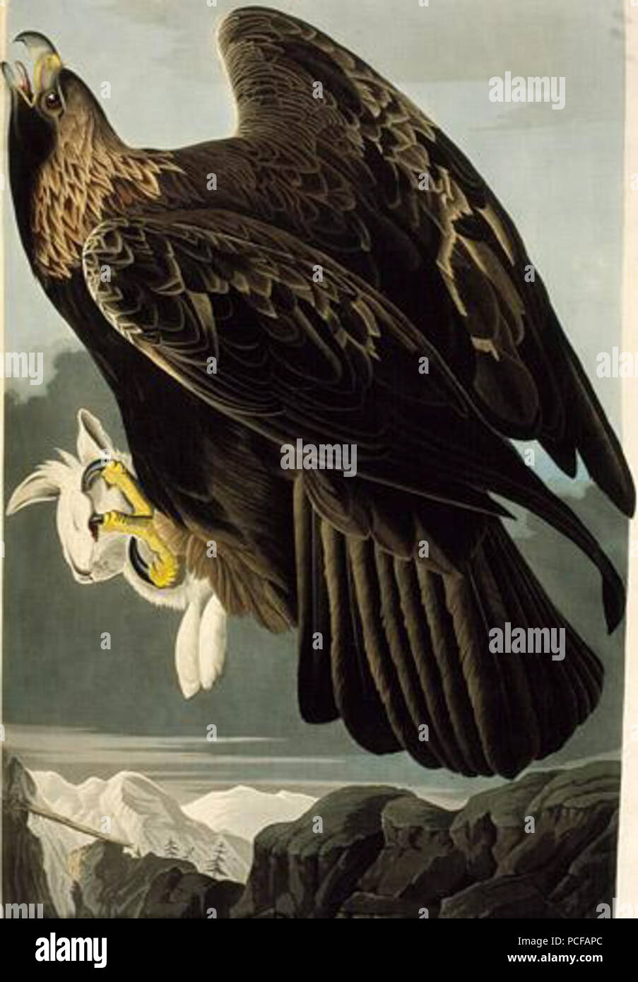 Audubon GoldenEagle 63 Banque D'Images