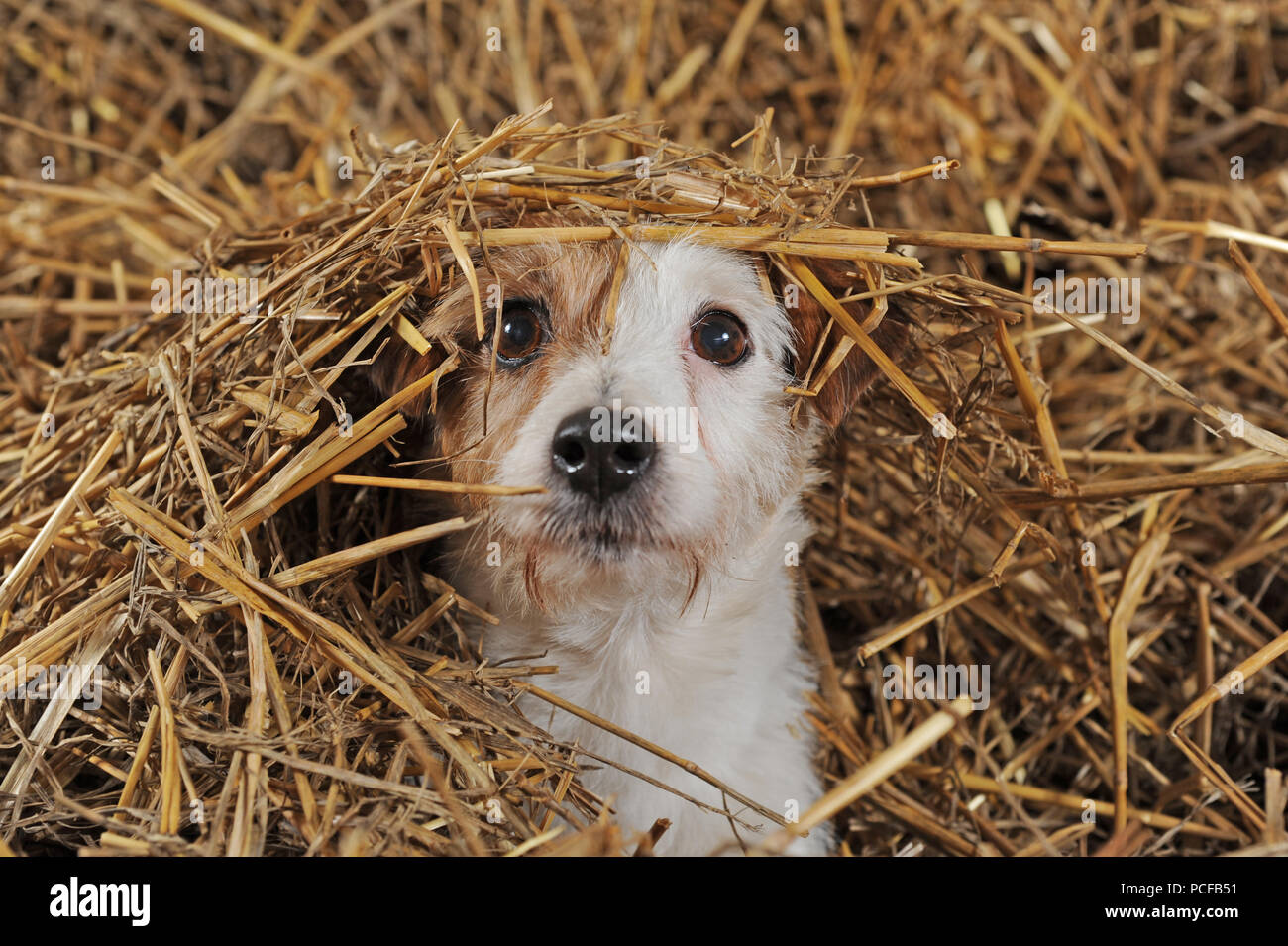 Jack Russell Terrier, brun et blanc, femelle couché dans la paille, portrait animal, studio shot, Allemagne Banque D'Images