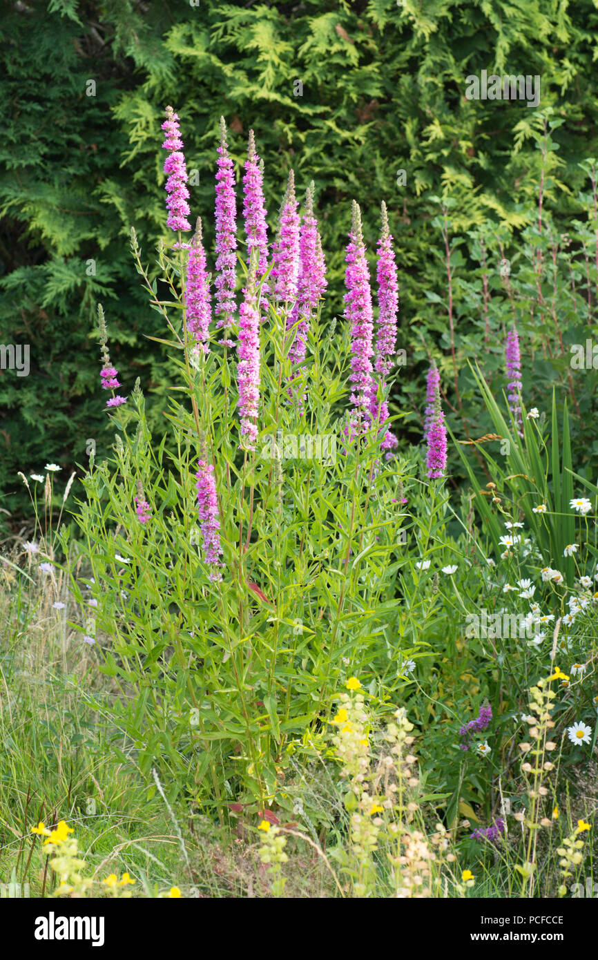 La salicaire pourpre, Lythrum salicaria, dans la faune jardin étang, Sussex, UK, Juillet Banque D'Images