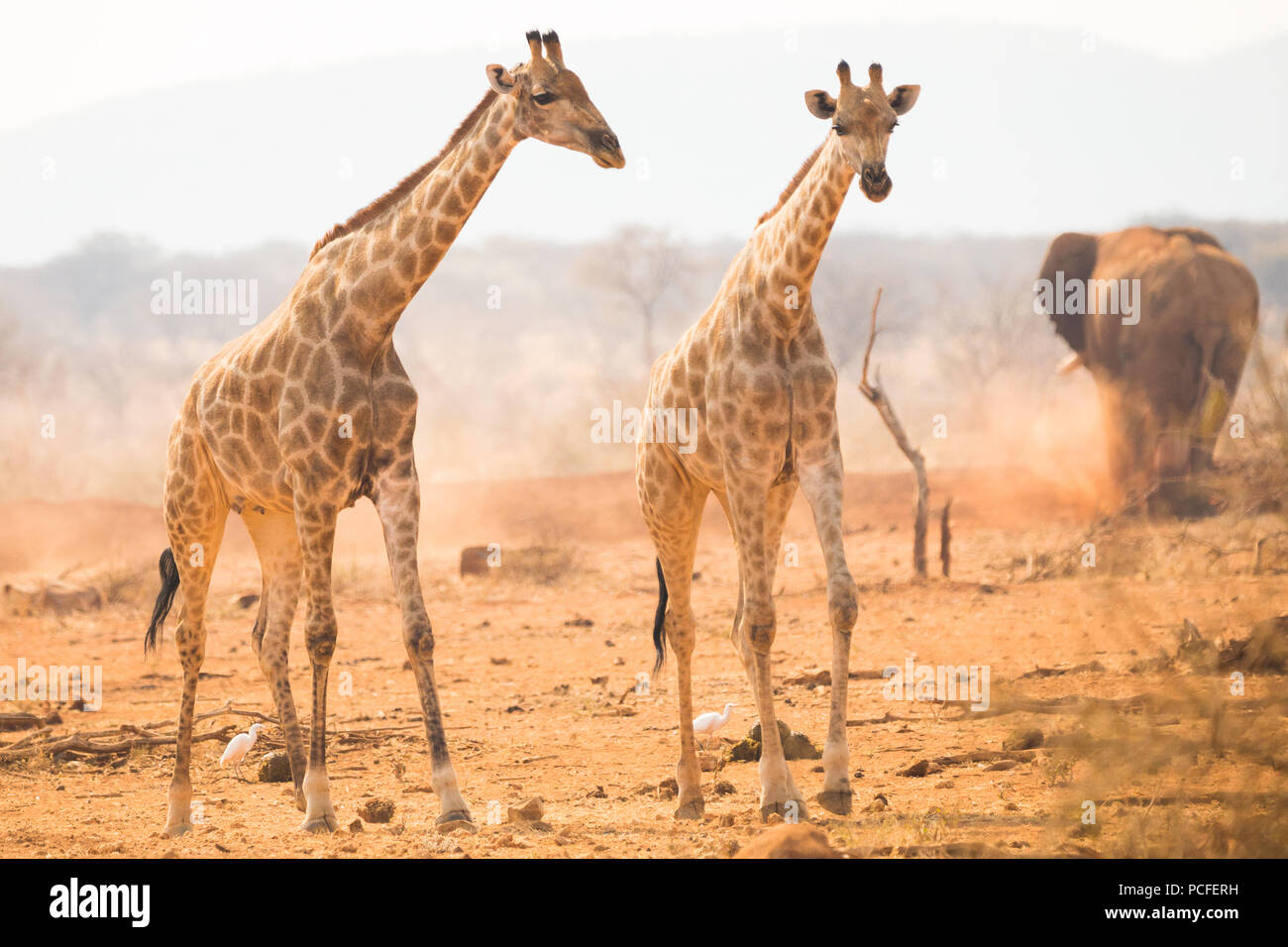 Deux girafes (Giraffa camelopardalis) debout ensemble à un point d'eau et derrière eux un éléphant à Erindi game reserve, la Namibie au cours d'une tempête de poussière Banque D'Images