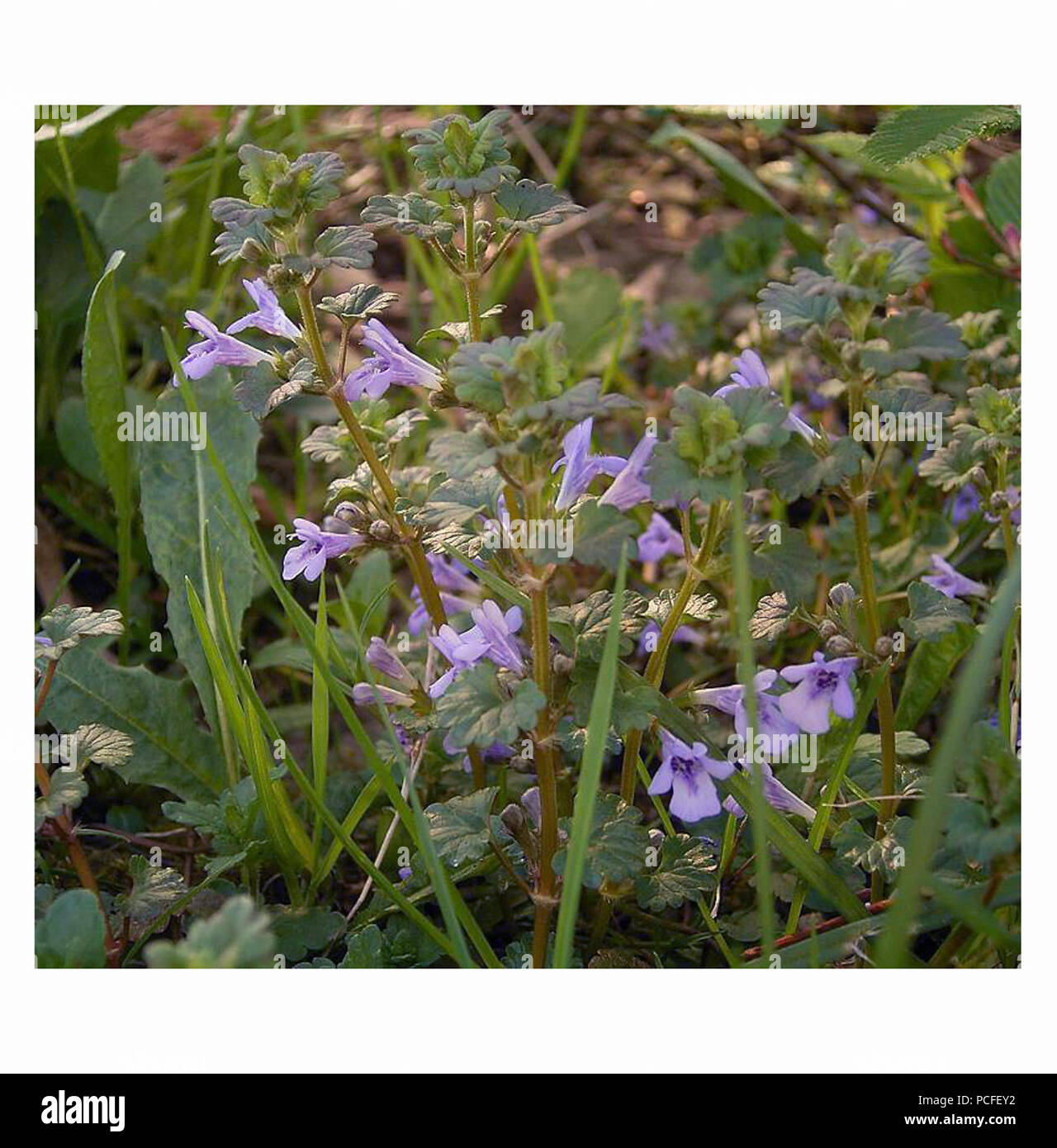 23 Glechoma hederacea5b s Banque D'Images