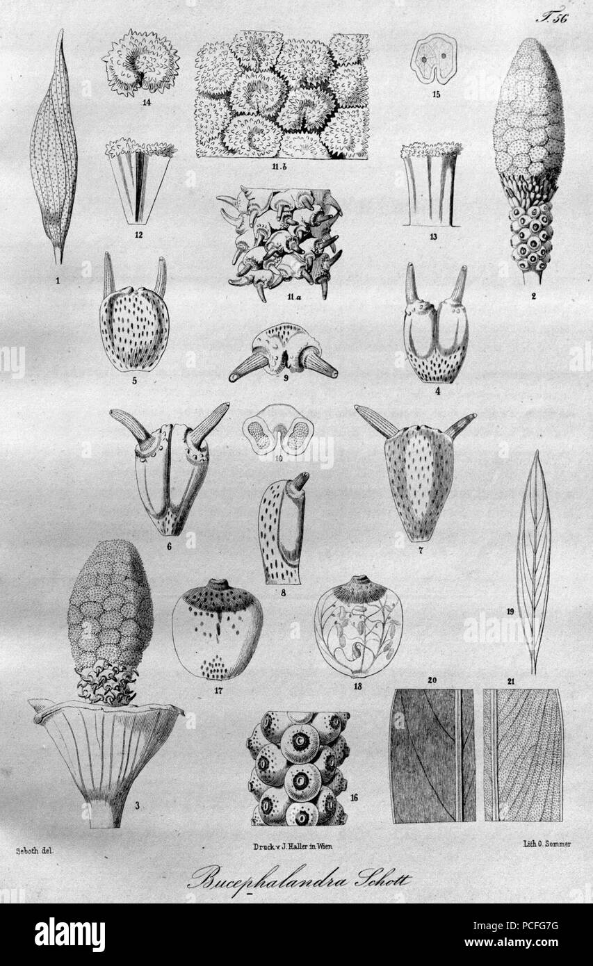 Bucephalandra 103 dessin botanique Banque D'Images