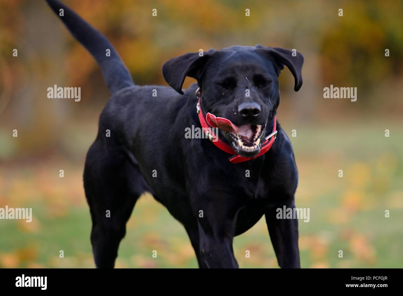 Portrait d'un jeune labrador noir qui traverse un champ herbeux Banque D'Images