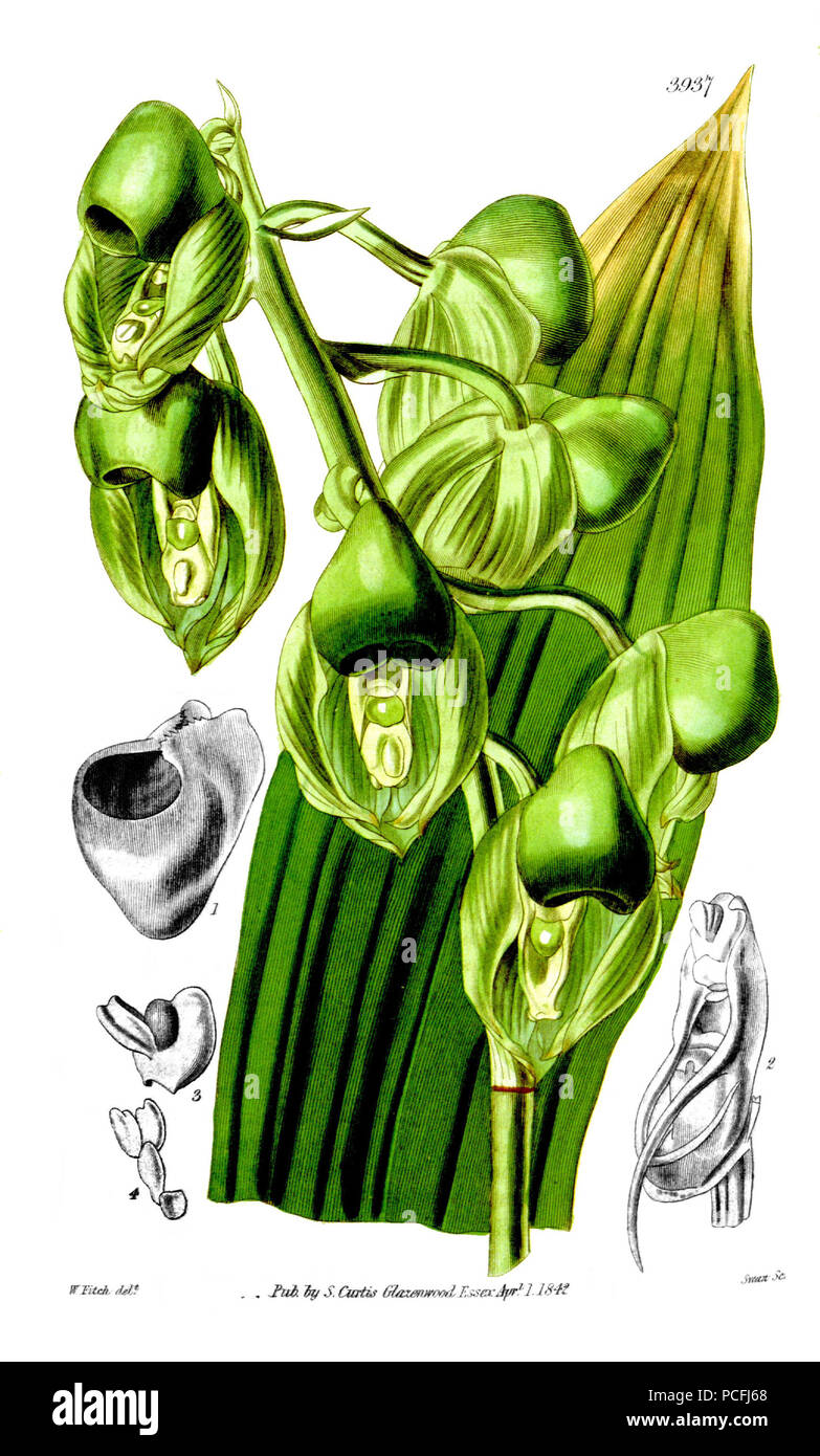 118 Catasetum integerrimum (comme syn. ''Catasetum wailesii'') - Curtis' 68 pl. 3937 (1842) Banque D'Images