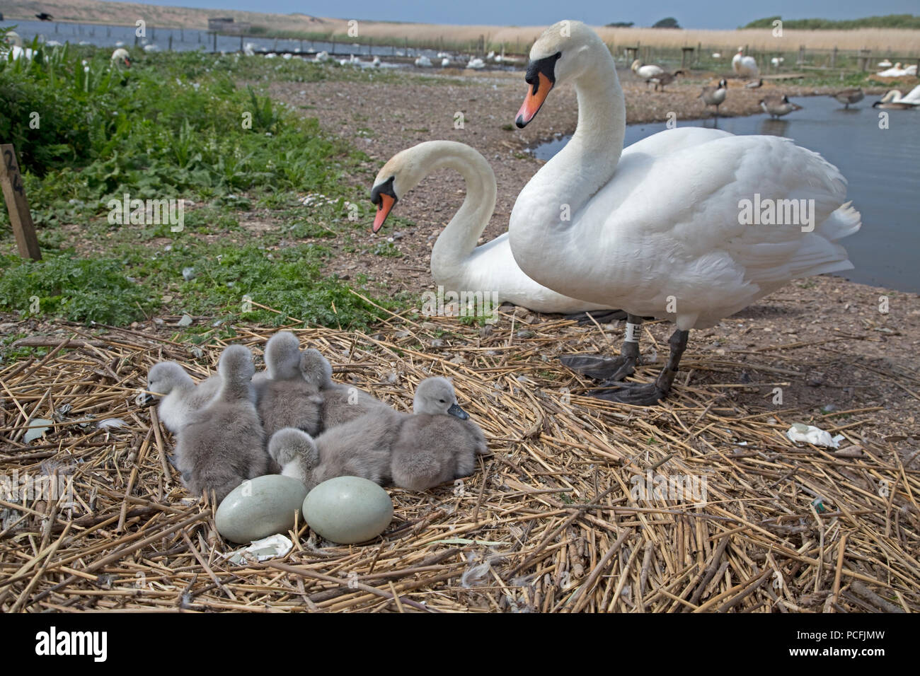 Paire de cygnes tuberculés Cygnus olor Abbotsbury Swannery nid à Dorset Banque D'Images