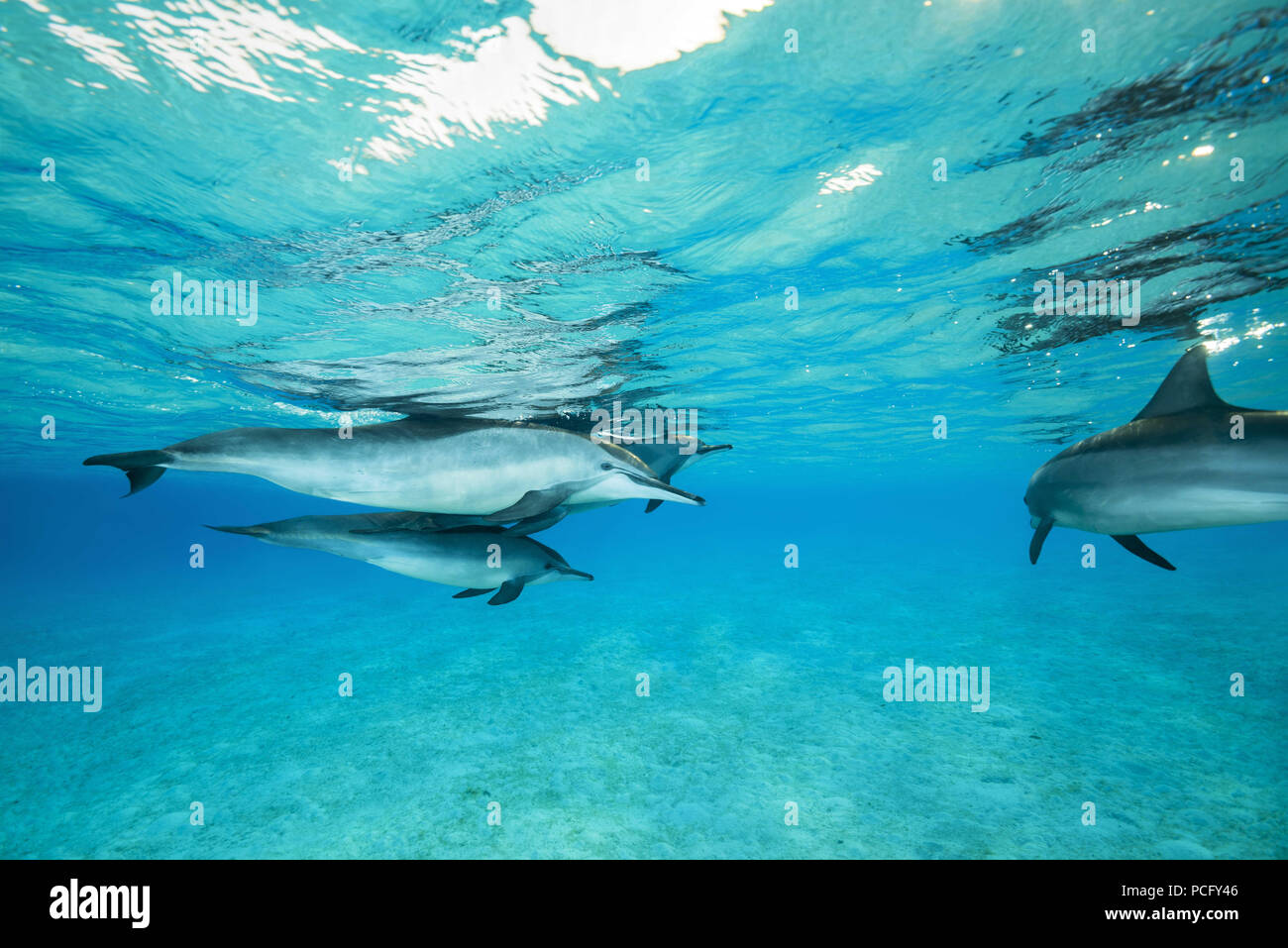 2 août 2018 - Mer Rouge, Sataya Reef, Marsa Alam, Egypte, Afrique - Famille de Dauphins (Stenella longirostris) nager sous l'eau de surface (crédit Image : © Andrey Nekrasov/ZUMA/ZUMAPRESS.com) fil Banque D'Images
