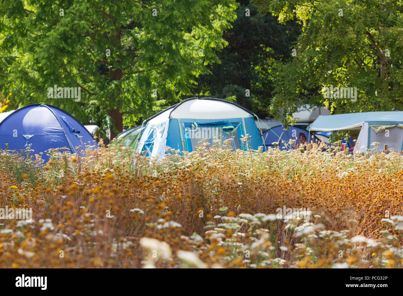 Cambridge, UK. 2 Août, 2018. Parmi les fleurs sauvages le camping au Cambridge Folk Festival. Richard Etteridge / Alamy Live News Banque D'Images