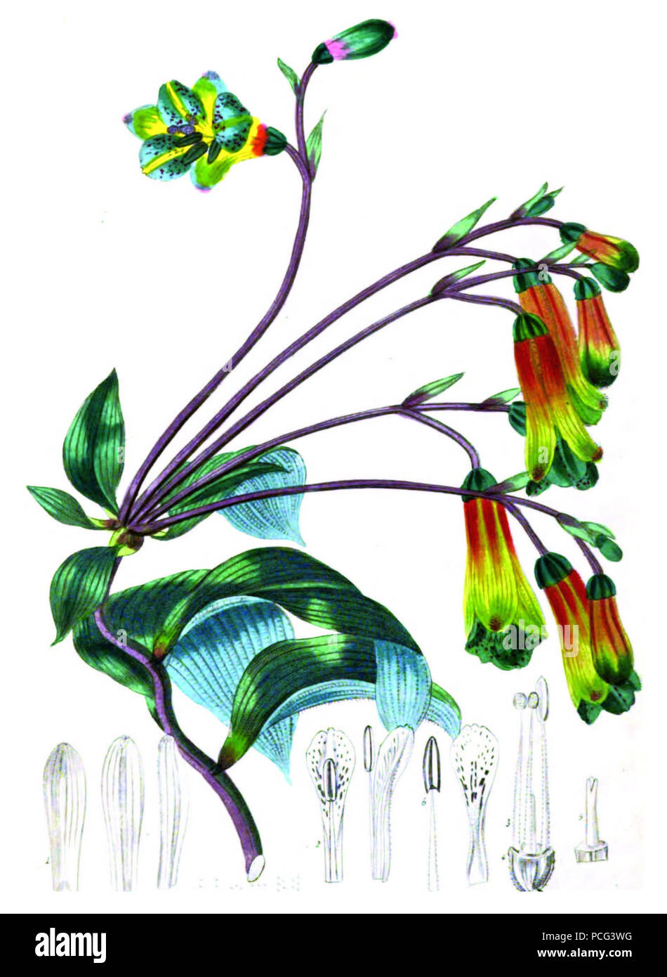 90 Bomarea edulis BotDraw Banque D'Images