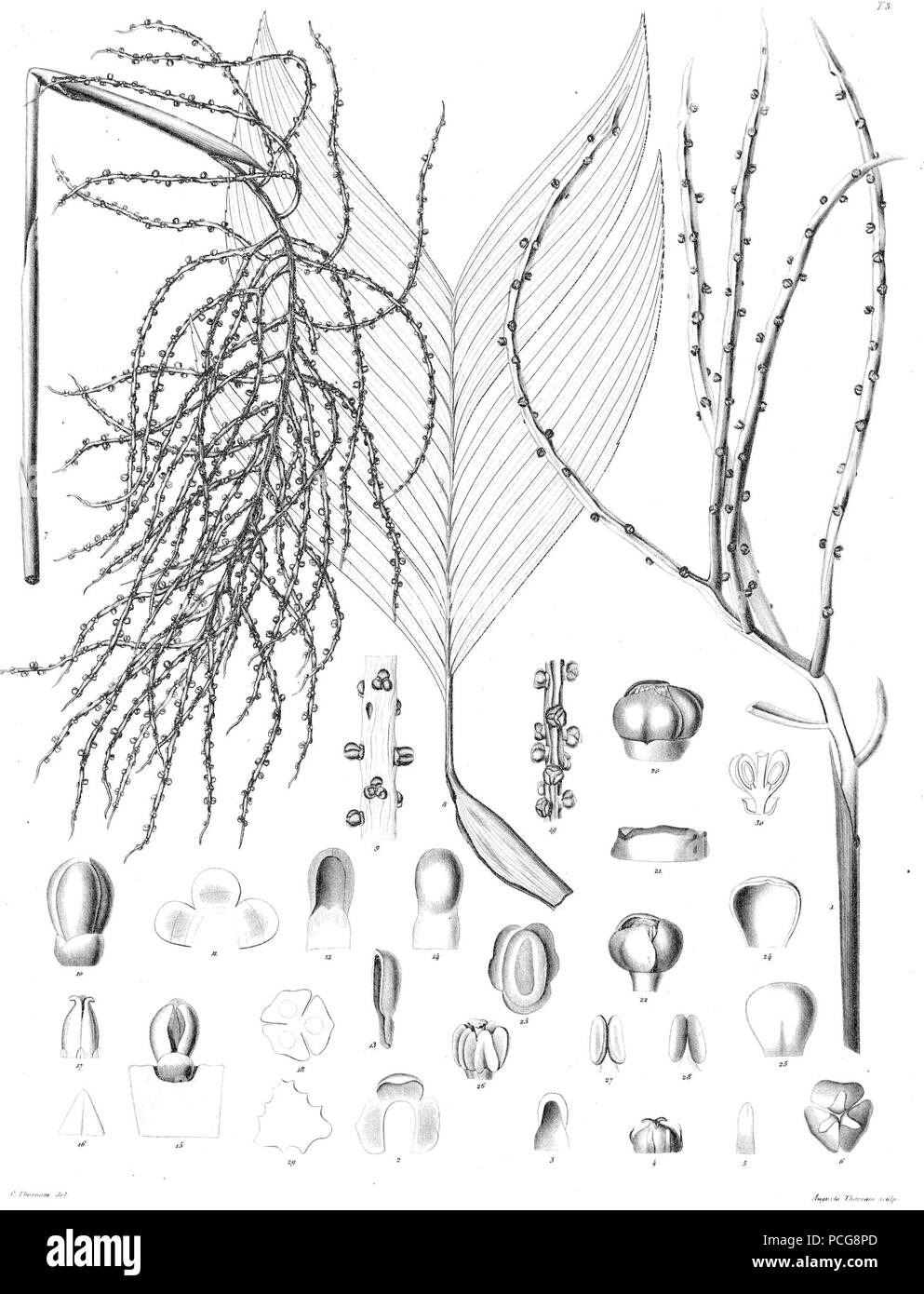 122 Chamaedorea sp Ørsted Banque D'Images