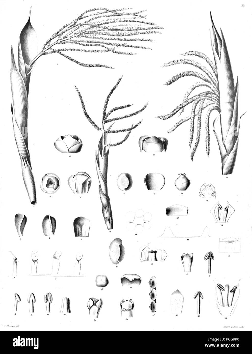 122 Chamaedorea sp Ørsted5 Banque D'Images