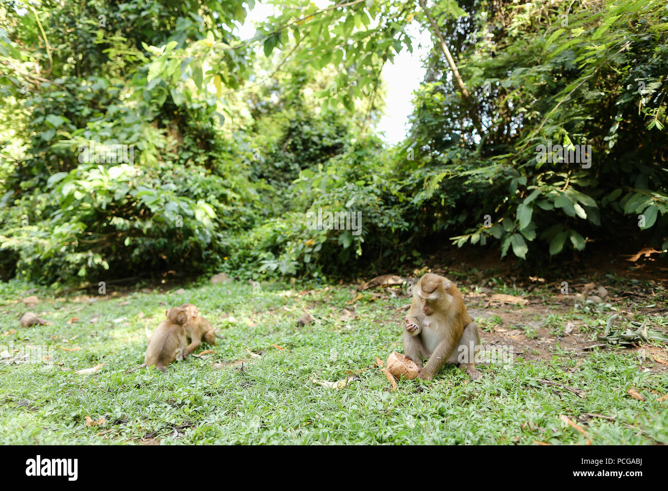 Mère monkey eating coconut avec les enfants sur l'herbe. Banque D'Images