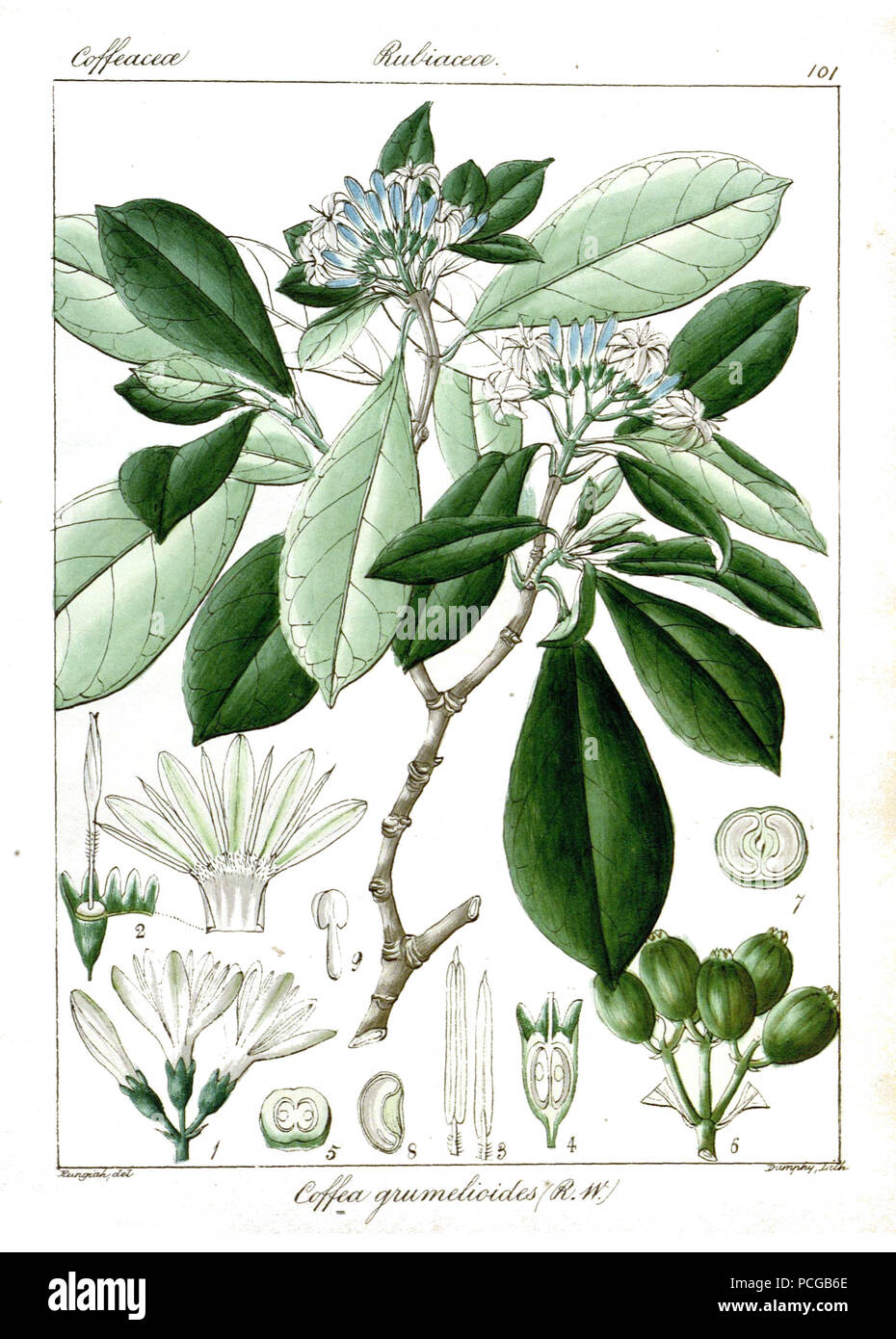 137 grumelioides Rungiah Coffea Banque D'Images