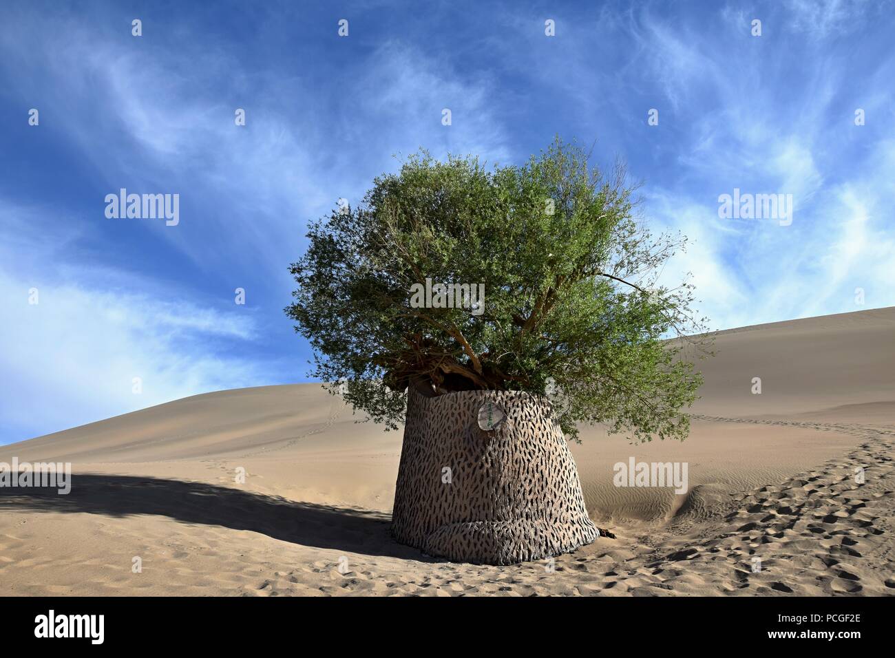 Arbre et son ombre au milieu de désert avec le ciel bleu et les nuages blancs dans l'arrière-plan. Banque D'Images