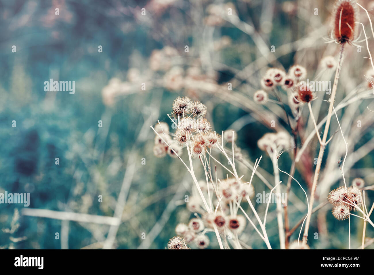 Belle fée magique de rêve la bardane épines, tonique avec filtre instagram vsco en rétro vintage style pastel couleur délavée, soft focus sélectif wit Banque D'Images